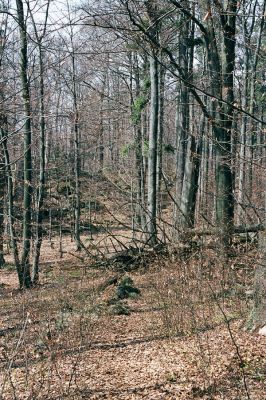 Pec, 29.4.2004
Čerchov - Malý Čerchov. Bukový les na hřbetu.



Klíčová slova: Pec Malý Čerchov