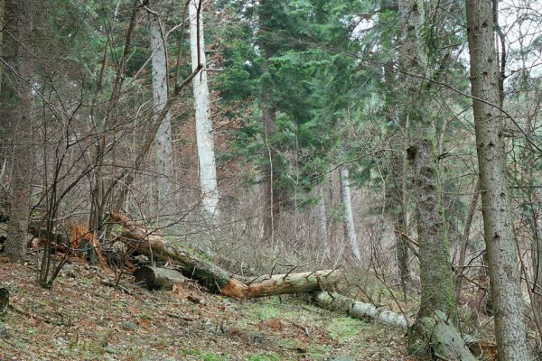Poteč, 23.11.2003
Jedlový les v rezervaci Ploščiny.
Schlüsselwörter: Bílé Karpaty Poteč Ploštiny Ploščiny