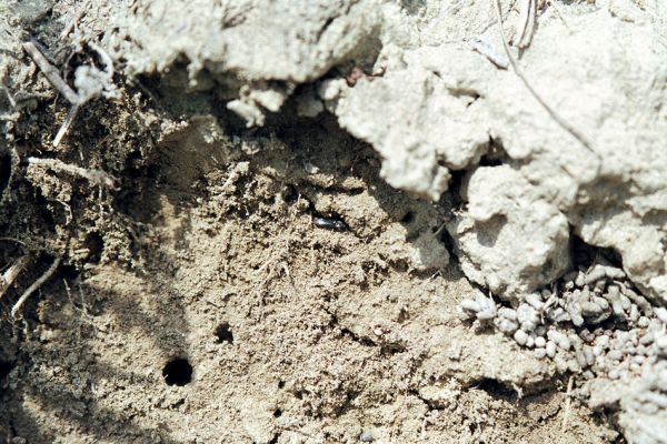 Pouzdřany, 28.4.2005
Pouzdřanská step - narušené půdy na jižním svahu. Kovařík Cardiophorus vestigialis.
Klíčová slova: Pouzdřany Pouzdřanská step Cardiophorus vestigialis