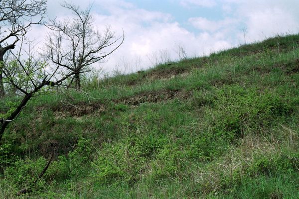 Pouzdřany, 28.4.2005
Pouzdřanská step - jižní svah. Narušené půdy jsou biotopem kovaříka Cardiophorus vestigialis.
Keywords: Pouzdřany Pouzdřanská step Cardiophorus vestigialis