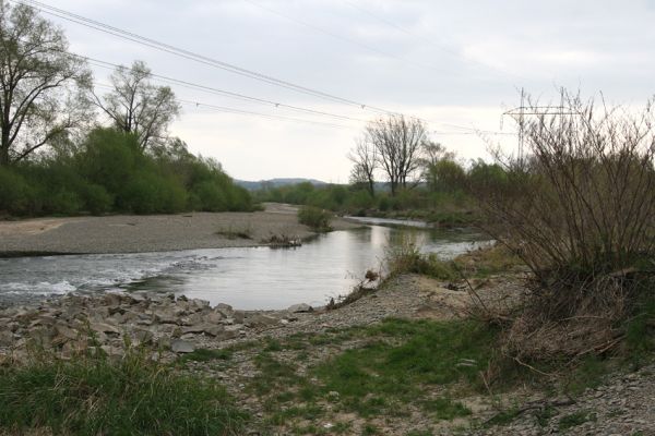 Prosenice - řeka Bečva, 17.4.2009
Rozsáhlé štěrkové náplavy Bečvy východně od Prosenic.
Klíčová slova: Osek nad Bečvou Prosenice Bečva