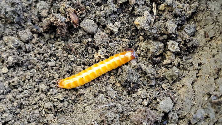 Kurdějov, 16.10.2024
Vrch Přední kout - larva kovaříka Prosternon chrysocomum.
Klíčová slova: Kurdějov Přední kout Prosternon chrysocomum