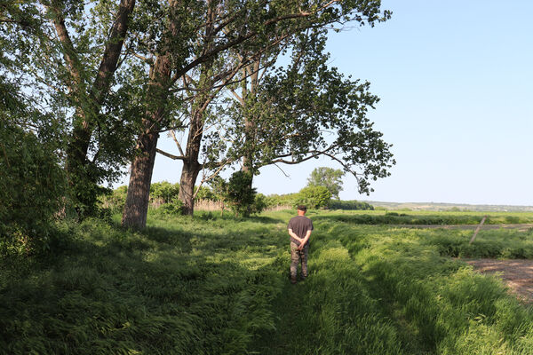 Rakvice, 27.5.2023
Stará topolová alej u Bíloveckého potoka.
Klíčová slova: Rakvice Trkmanský Dvůr Bílovecký potok topoly Podeonius acuticornis, Ischnodes sanguinicollis, Ampedus pomorum elegantulus nigroflavus Cardiophorus gramineus Microrhagus lepidus Trixagus elateroides Dušánek Václav