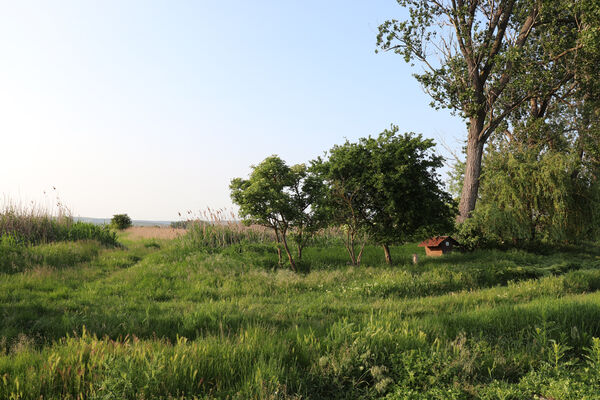 Rakvice, 27.5.2023
Stará topolová alej u Bíloveckého potoka.
Klíčová slova: Rakvice Trkmanský Dvůr Bílovecký potok topoly Podeonius acuticornis, Ischnodes sanguinicollis, Ampedus pomorum elegantulus nigroflavus Cardiophorus gramineus Microrhagus lepidus Trixagus elateroides