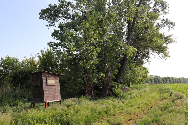 Rakvice, 27.5.2023
Stará topolová alej u Bíloveckého potoka.
Klíčová slova: Rakvice Trkmanský Dvůr Bílovecký potok topoly Podeonius acuticornis, Ischnodes sanguinicollis, Ampedus pomorum elegantulus nigroflavus Cardiophorus gramineus Microrhagus lepidus Trixagus elateroides