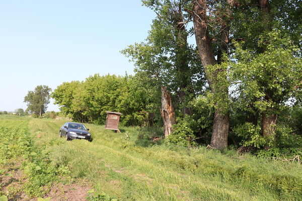 Rakvice, 27.5.2023
Stará topolová alej u Bíloveckého potoka.
Klíčová slova: Rakvice Trkmanský Dvůr Bílovecký potok topoly Podeonius acuticornis, Ischnodes sanguinicollis, Ampedus pomorum elegantulus nigroflavus Cardiophorus gramineus Microrhagus lepidus Trixagus elateroides