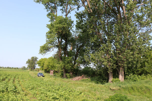 Rakvice, 27.5.2023
Stará topolová alej u Bíloveckého potoka.
Klíčová slova: Rakvice Trkmanský Dvůr Bílovecký potok topoly Podeonius acuticornis, Ischnodes sanguinicollis, Ampedus pomorum elegantulus nigroflavus Cardiophorus gramineus Microrhagus lepidus Trixagus elateroides