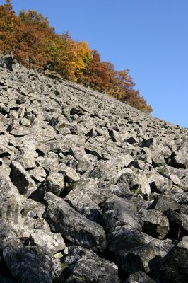 Mimoň, vrch Ralsko, 11.10.2010
Rozsáhlé sutové pole na jižním svahu Ralska. 
Schlüsselwörter: Mimoň Ralsko