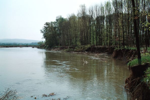 Rohatec, řeka Morava, 26.4.2006
Meandry Moravy se vzpamatovávají z řádění povodně.
Schlüsselwörter: Rohatec Morava