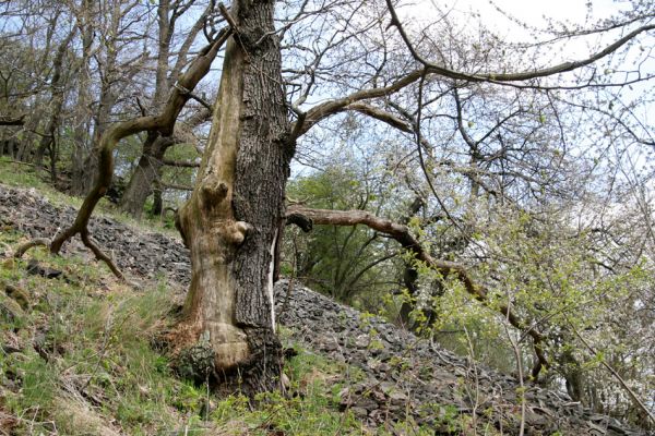 Blíževedly, vrch Ronov, 16.4.2011
Starý dub v suťovém lese na jihozápadním svahu.
Schlüsselwörter: Blíževedly Ronov Anostirus purpureus