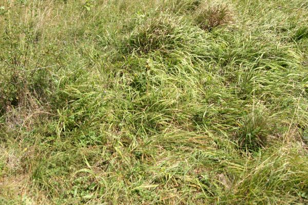 Roztoky, 5.8.2008
Detail stepní vegetace. Výskyt traviny válečky prapořité (Brachypodium pinnatum) dává naději na výskyt populece kovaříka Agriotes gallicus.
Klíčová slova: Roztoky step