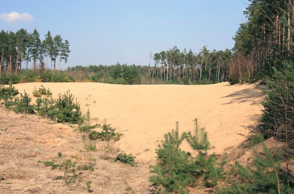 Semín, 8.4.2010
Písečná duna severně od Semína je se svými sto osmdesáti metry délky největší východočeskou nezpevněnou dunou. Pohled od západu.
Keywords: Semín duna Dicronychus equisetioides