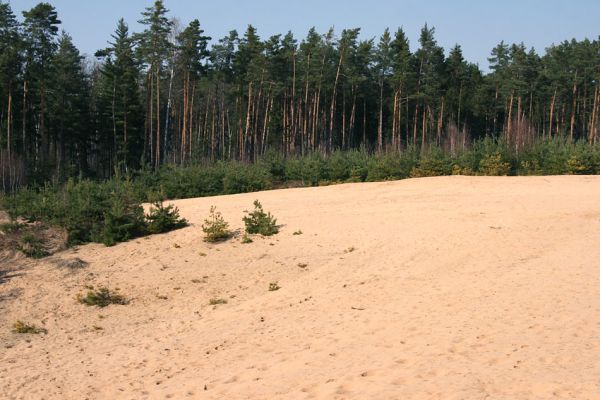Semín, 8.4.2010
Písečná duna severně od Semína.
Schlüsselwörter: Semín duna Dicronychus equisetioides
