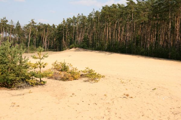 Semín, 8.4.2010
Písečná duna severně od Semína je se svými sto osmdesáti metry délky největší východočeskou nezpevněnou dunou.
Keywords: Semín duna Dicronychus equisetioides