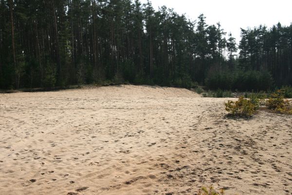 Semín, 8.4.2010
Písečná duna v lesích severně od Semína. Typický biotop kovaříka Dicronychus equisetioides.
Klíčová slova: Semín duna Dicronychus equisetioides