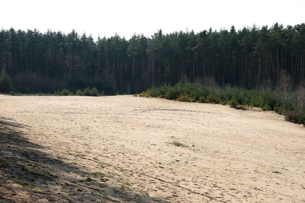 Semín, 8.4.2010
Písečná duna severně od Semína je se svými sto osmdesáti metry délky největší východočeskou nezpevněnou dunou. Pohled od východu.
Schlüsselwörter: Semín duna Dicronychus equisetioides