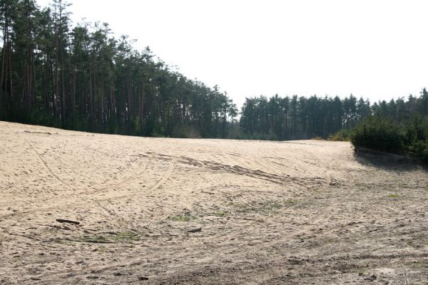 Semín, 8.4.2010
Písečná duna severně od Semína je se svými sto osmdesáti metry délky největší východočeskou nezpevněnou dunou. Pohled od severovýchodu.
Klíčová slova: Semín duna Dicronychus equisetioides