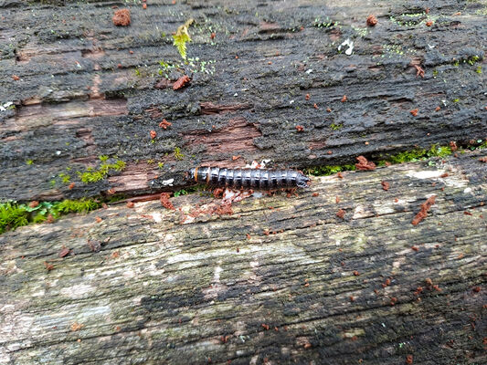 Ústí nad Labem, 7.10.2024
Střekov, Sluneční stráň. Larva kovaříka Stenagostus rhombeus.
Klíčová slova: Ústí nad Labem Střekov Sluneční stráň