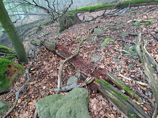 Ústí nad Labem, 7.10.2024
Střekov, Vysoký Ostrý.
Klíčová slova: Ústí nad Labem Střekov Vysoký Ostrý Aesalus scarabaeoides Ampedus elegantulus pomorum praeustus