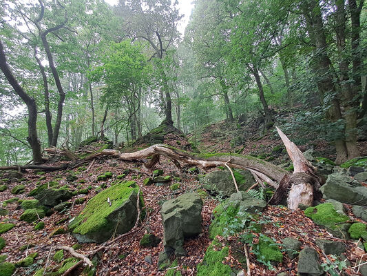 Ústí nad Labem, 7.10.2024
Střekov, Vysoký Ostrý.
Klíčová slova: Ústí nad Labem Střekov Vysoký Ostrý