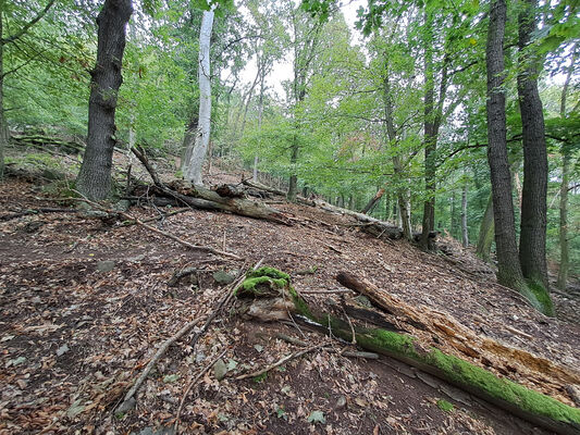 Ústí nad Labem, 7.10.2024
Střekov, Malý Ostrý.
Klíčová slova: Ústí nad Labem Střekov Malý Ostrý