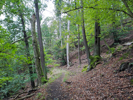 Ústí nad Labem, 7.10.2024
Střekov, Malý Ostrý.
Klíčová slova: Ústí nad Labem Střekov Malý Ostrý