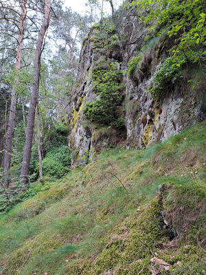 Koberovy, Besedice, 12.6.2024
Suché skály.
Klíčová slova: Koberovy Besedice Suché skály Sericus subaeneus