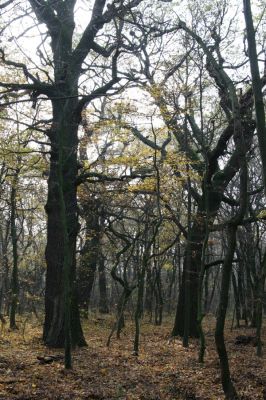 Svätý Jur, 6.11.2015
Panónsky háj, zarostlý pastevní les. 
Klíčová slova: Svätý Jur Panónsky háj pastevní les
