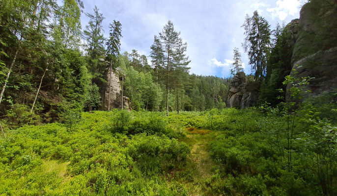 Adršpach, 18.6.2024
Vlčí rokle, rašeliniště u Adršpašského jezírka.
Klíčová slova: Adršpach Adršpašsko-teplické skály Vlčí rokle Adršpašské jezírko Sericus subaeneus