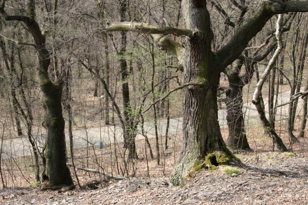Teplice, Doubravka, 8.4.2009
Staré duby v lese na jihozápadním svahu. 
Klíčová slova: České Středohoří Teplice Doubravka Ampedus cardinalis