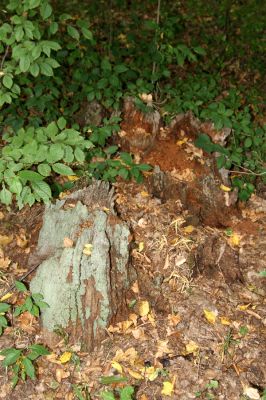 Teplý Vrch, 29.9.2012
Malá obora. Starý dubový pařez.



Klíčová slova: Teplý Vrch Malá obora Ampedus nigerrimus