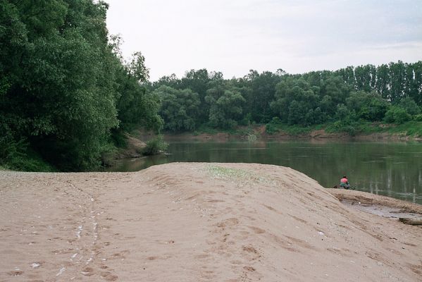 Malé Trakany - řeka Tisa, 21.5.2004
Písečná duna v korytě řeky. Biotop kovaříka Dicronychus equisetioides.
Schlüsselwörter: Malé Trakany Tisa duna Dicronychus equisetioides