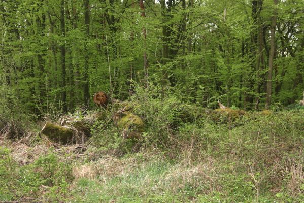 Tovarné, 20.4.2015
Grófsky lesopark - padlý dub zarůstající vegetací...



Klíčová slova: Tovarné Grófsky lesopark