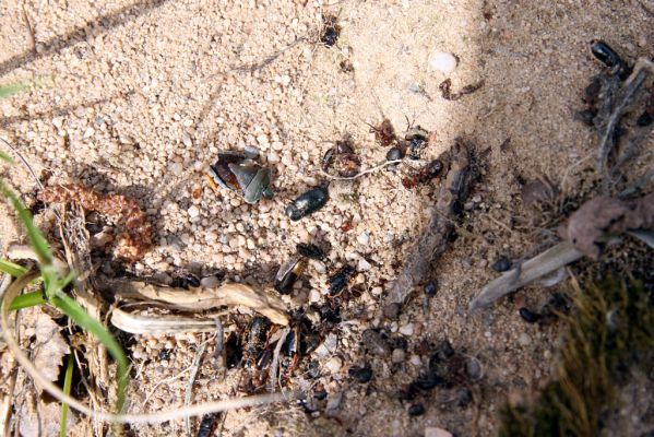 Travčice, 29.4.2012
Jihozápadně orientovaný svah v travčické pískovně. Mrtvý hmyz na svahu pod pastmi mravkolvů.
Klíčová slova: Travčice pískovna