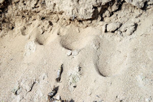 Travčice, 29.4.2012
Jihozápadně orientovaný svah v travčické pískovně - biotop mravkolvů. 
Klíčová slova: Travčice pískovna