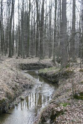 Trusnov, 4.4.2012
Obora - les u prostředního rybníka.



Klíčová slova: Trusnov obora