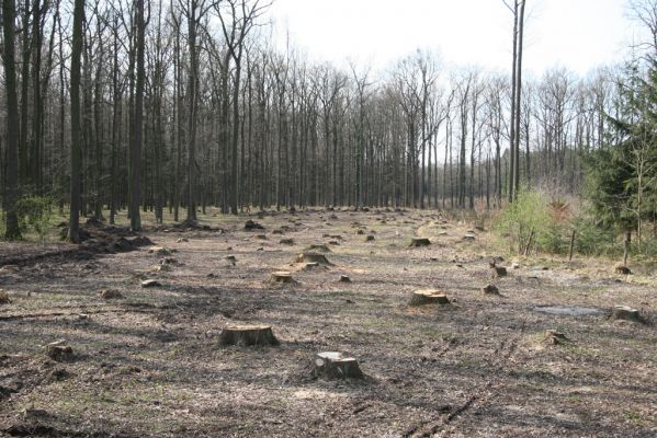Trusnov, 4.4.2012
Bývalý les u hráze rybníku Lodrant.

Klíčová slova: Trusnov Lodrant