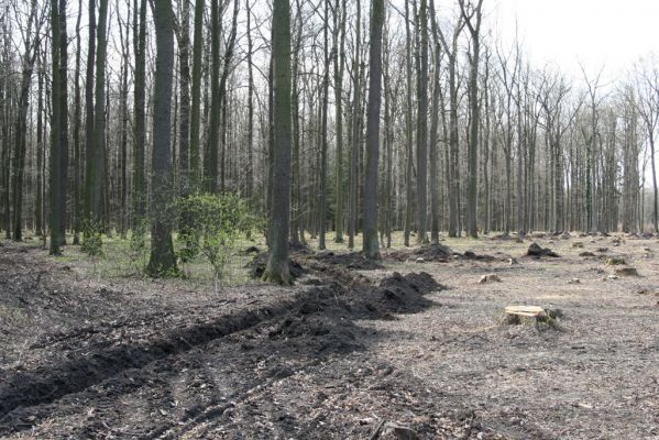 Trusnov, 4.4.2012
Těžený les u hráze rybníku Lodrant.



Klíčová slova: Trusnov Lodrant