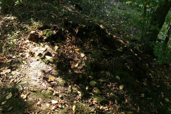 Trusnov, 6.9.2008
Pařez starého dubu na hrázi rybníka Lodrant.



Klíčová slova: Trusnov rybník Lodrant Ampedus nigerrimus