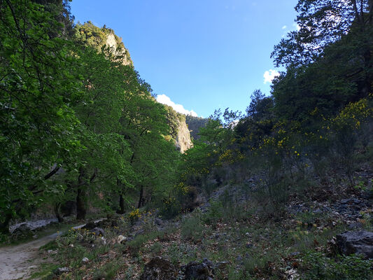 Trypi , 3.5.2024
Langada canyon - biotop kovaříků Anostirus jarmilae.
Klíčová slova: Pelopennese Laconia Taygetos Mts. Trypi Langada canyon Anostirus jarmilae