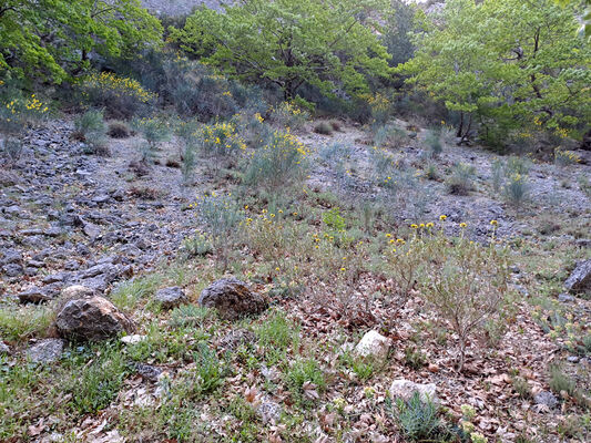 Trypi , 3.5.2024
Langada canyon - biotop kovaříků Anostirus jarmilae.
Mots-clés: Pelopennese Laconia Taygetos Mts. Trypi Langada canyon Anostirus jarmilae