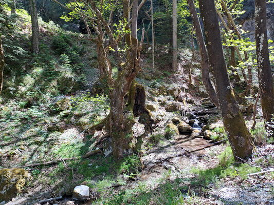 Trypi, 3.5.2024 
Platany v údolí pod sedlem.
Klíčová slova: Peloponnese Laconia Taygetos Mts. Trypi Langada pass