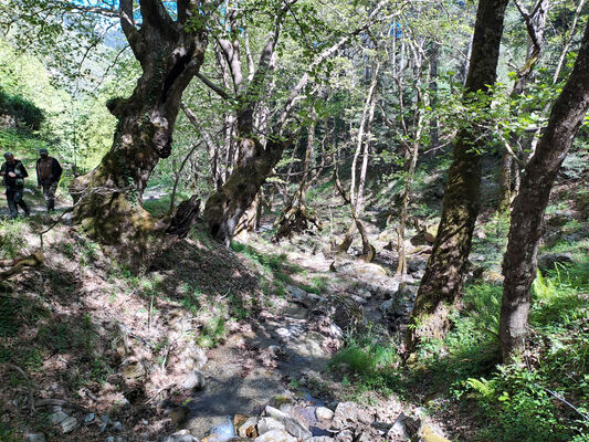 Trypi, 3.5.2024 
Platany v údolí pod sedlem.
Klíčová slova: Peloponnese Laconia Taygetos Mts. Trypi Langada pass Václav Dušánek Filip Pavel