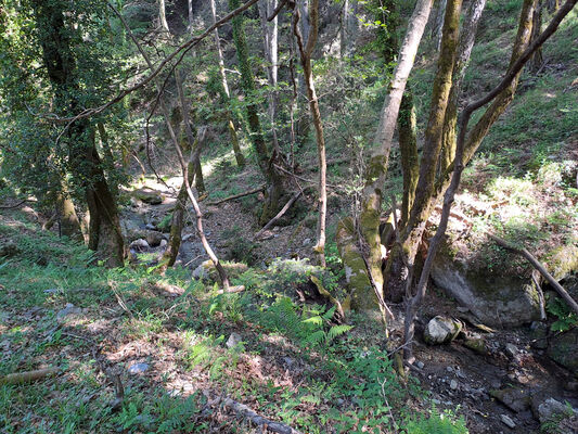 Trypi, 3.5.2024 
Platany v údolí pod sedlem.
Klíčová slova: Peloponnese Laconia Taygetos Mts. Trypi Langada pass Dima arndti