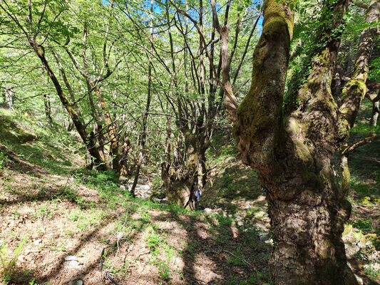 Trypi, 3.5.2024 
Platany v údolí pod sedlem.
Klíčová slova: Peloponnese Laconia Taygetos Mts. Trypi Langada pass Dima arndti Václav Dušánek