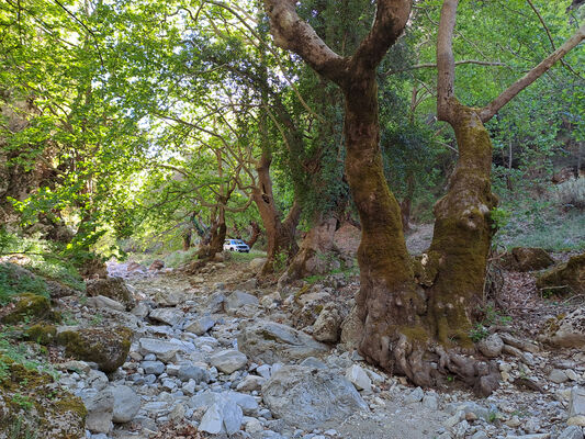 Trypi, 3.5.2024 
Platany na dně kaňonu.
Mots-clés: Peloponnese Laconia Taygetos Mts. Trypi Langada canyon