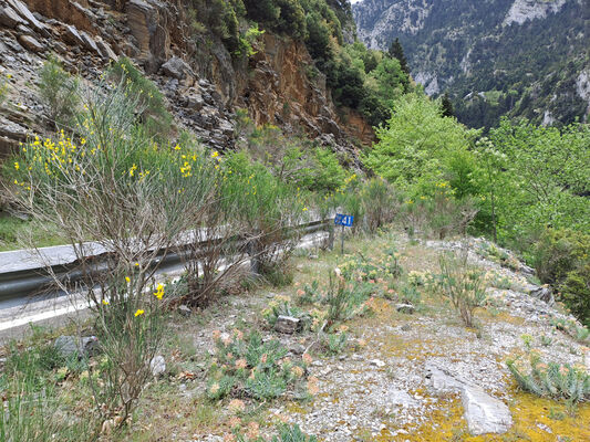 Klíčová slova: Peloponnese, Messenia, Taygetos Mts., Artemisia, Langada pass