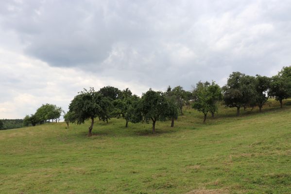 Jeníkovice, 20.7.2021
Vrch Turek - pastvina s ovocným sadem.
Klíčová slova: Jeníkovice vrch Turek Agriotes gallicus