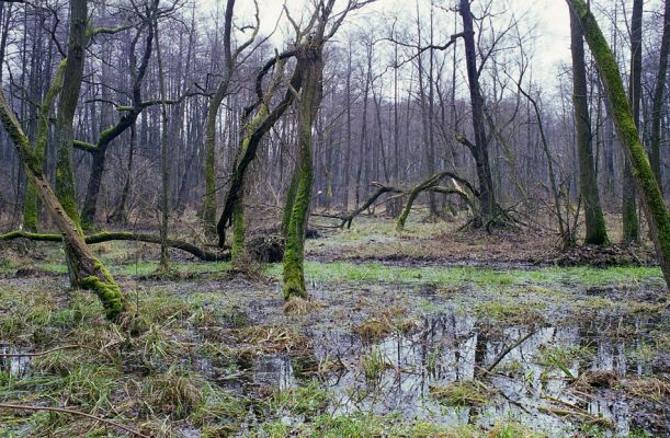 Týniště nad Orlicí, 22.11.2002
Rozsáhlá vrbina západně od rybníka Rozkoš. 
Keywords: Týniště nad Orlicí rybník Rozkoš Elater ferrugineus