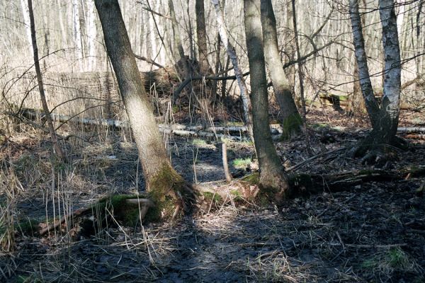 Týniště nad Orlicí, 22.3.2005
Padlý velikán n lese u rybníka Rozkoš - stará olšina s mohutnými kmeny dubů.
Schlüsselwörter: Týniště nad Orlicí obora rybník Rozkoš Ampedus pomonae